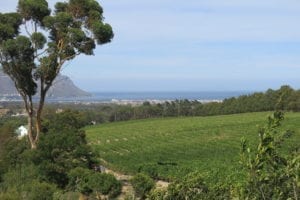 Rapes for Mount Rozier Merlot grow overlooking the sea at Cape Bay
