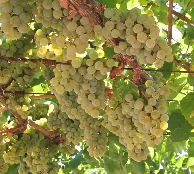 Elusively Yours - Albariño is Spain's favourite white grape - Yorkshire ...
